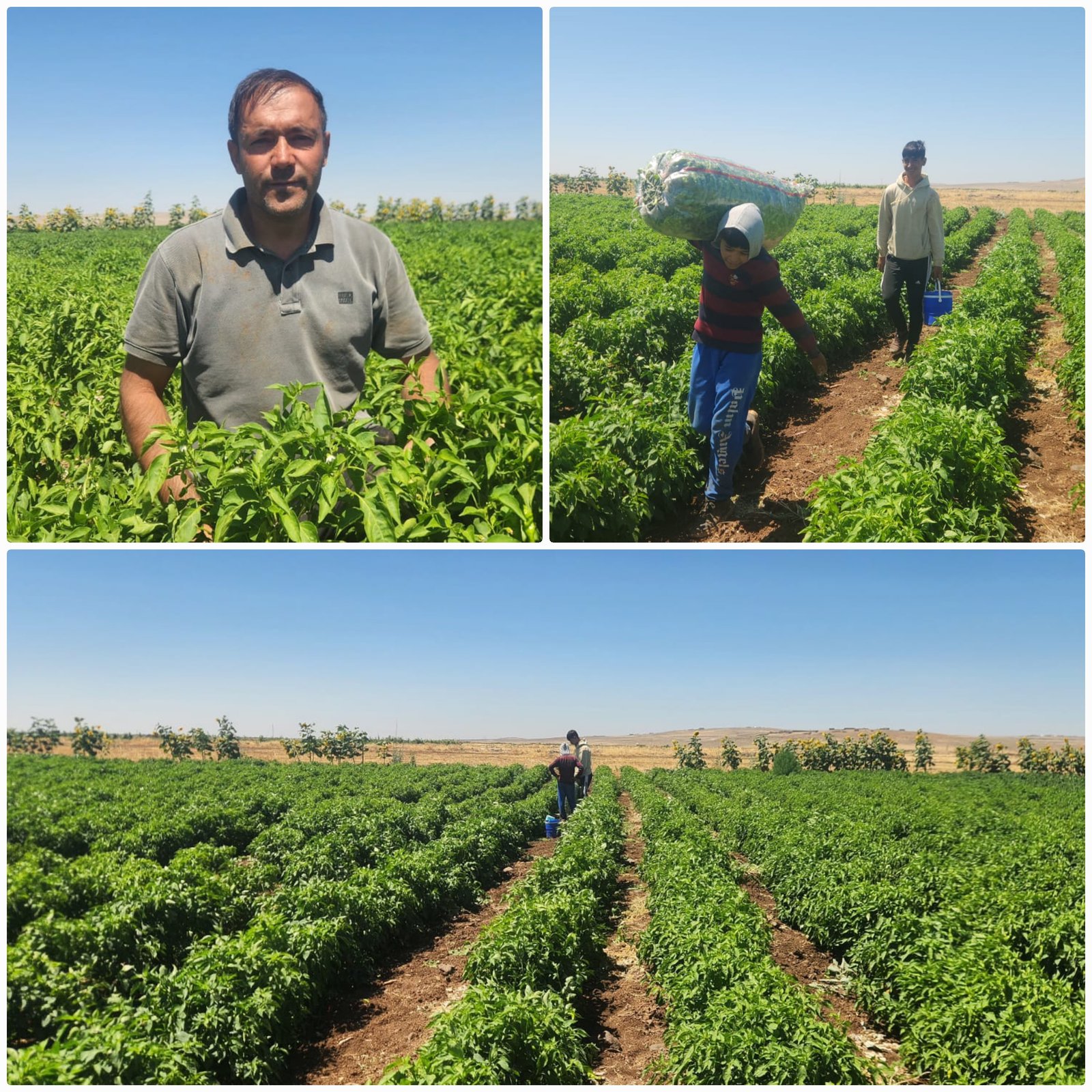 Karacadağ’da Elektrik Krizi: Çiftçiler Mağdur