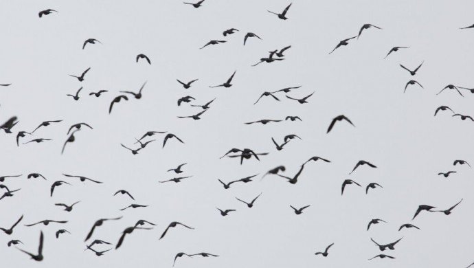 Göç yolları tehlikede: BM raporu göçmen türlerde alarm veriyor