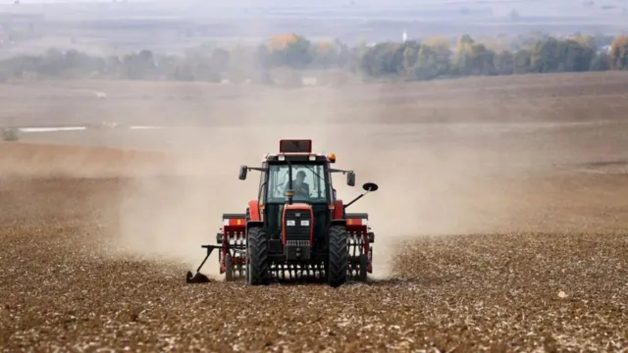 Buğdaydan zarar ettiler, yasağı deldiler: Çiftçi ne yapacak?