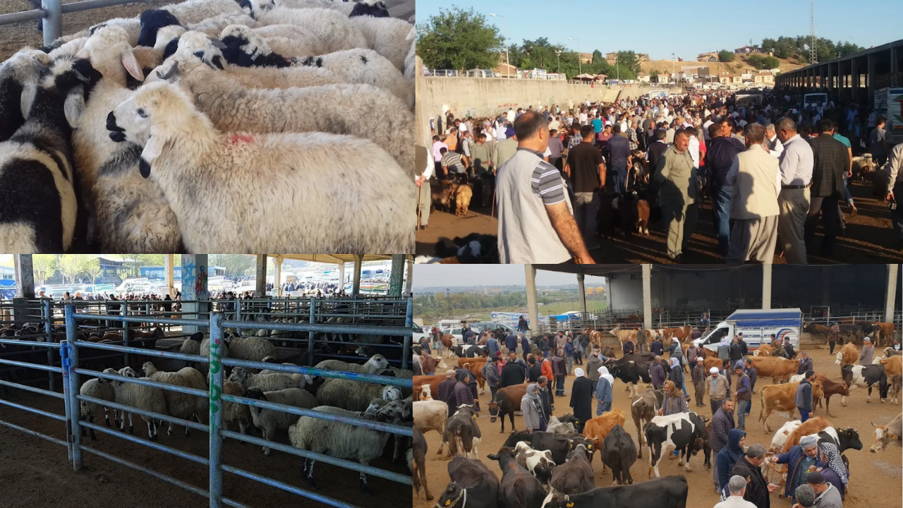 Şap nedeniyle hayvan pazarlarına kilit vuruldu: Ne olacak?